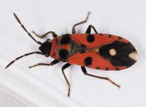 Horvathiolus syriacus